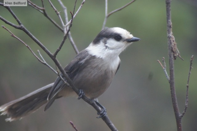 Gray Jay - Bloomingdale Bog