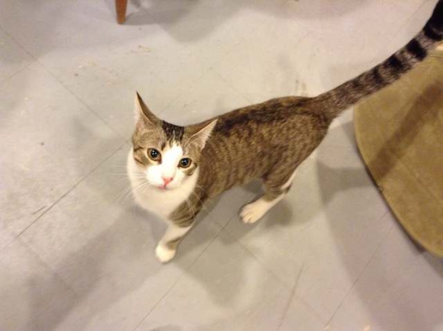 Tito the cat greets visitors to Main Street Emporium