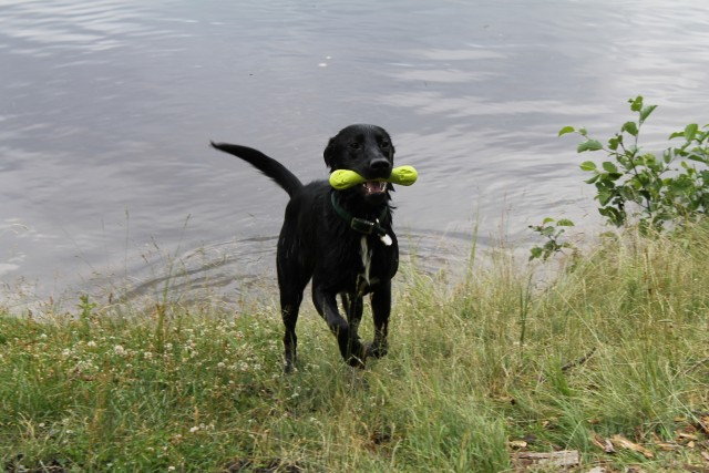 I got it! Now throw it again immediately!