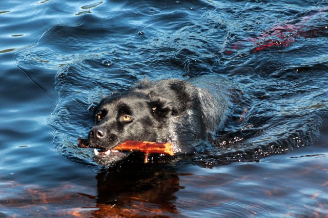 Belle rescues a stick from a watery grave in Moose Pond.