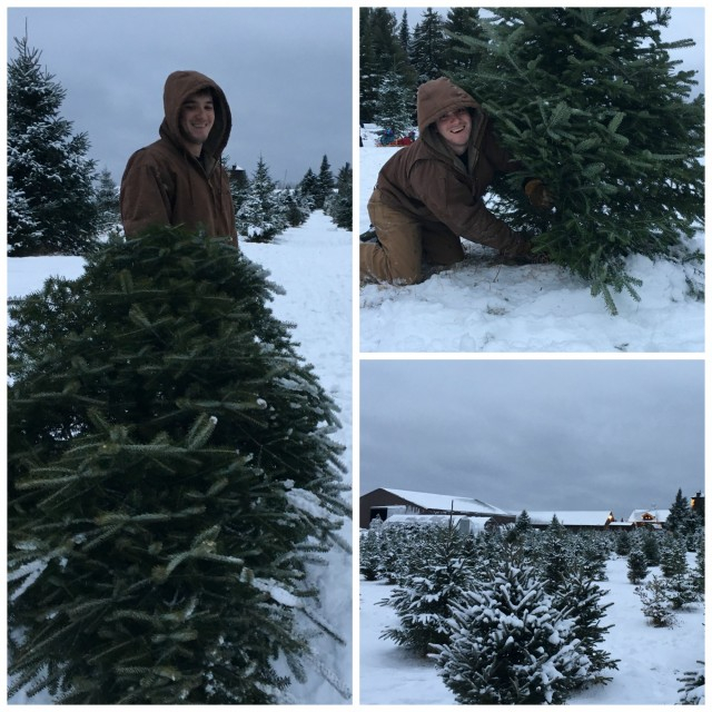 Cutting down our Christmas tree!