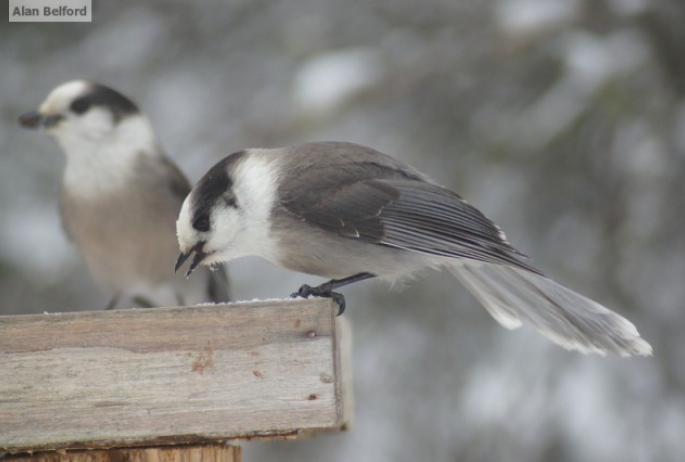 Gray Jays - feeding station