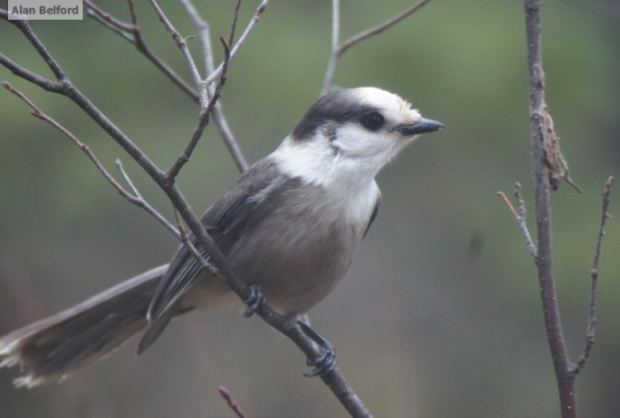 Gray Jay - Bloomingdale Bog