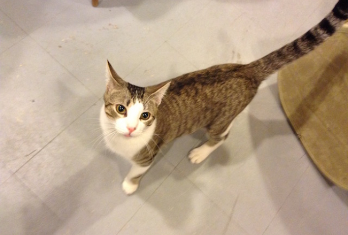 Tito the cat greets visitors to Main Street Emporium