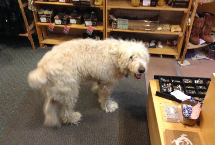 Tangles the dog loves greeting people at Two Horse Trading