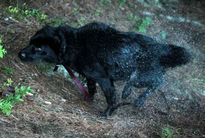 Belle shakes the water off after a game of Rescue the Stick in Moose Pond.