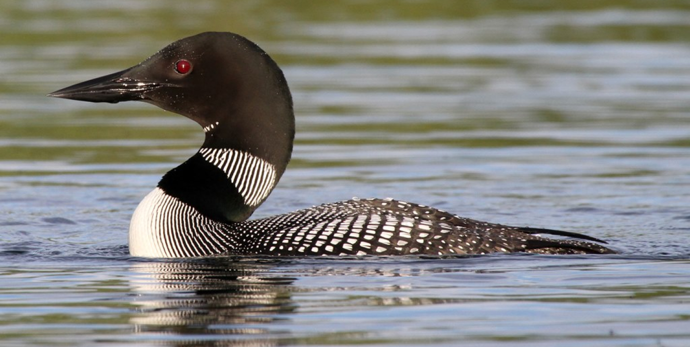 Look But Don’t Touch: Loon Care In The Adirondacks 