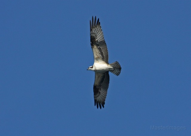 osprey - Larry