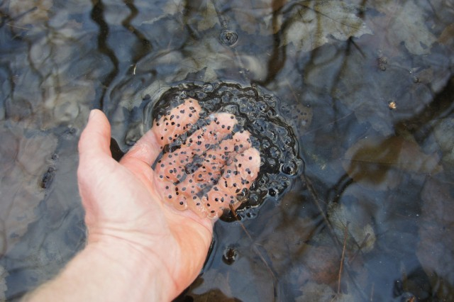 wood frog eggs