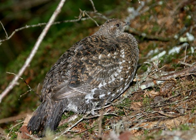 female spruce grouse - Larry