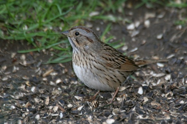 Lincoln's sparrow - Larry