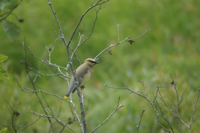 cedar waxwing - Blue Mt Road