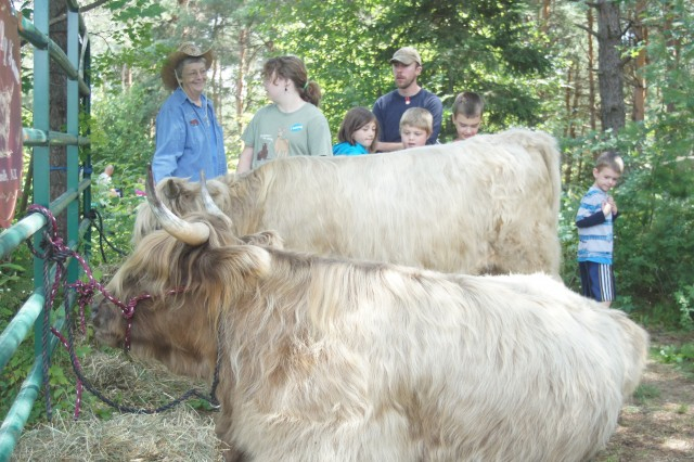 Highland cattle