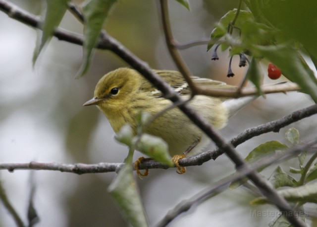 blackpoll warbler - fall