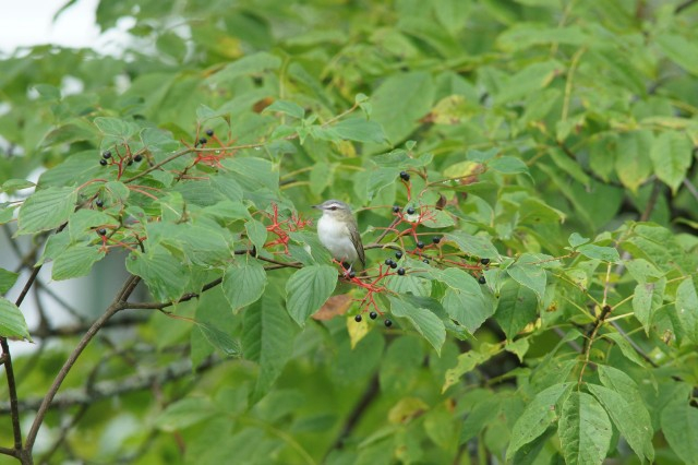 red-eyed vireo