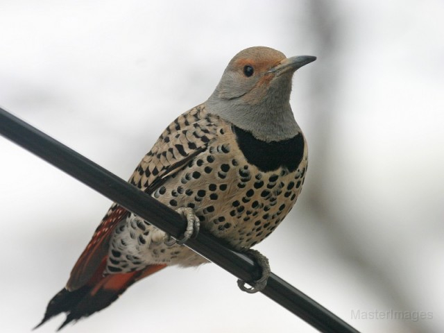 northern flicker - Larry