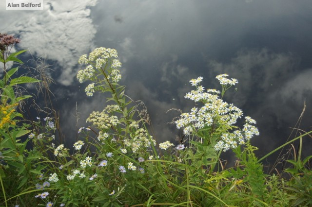 flat-topped asters