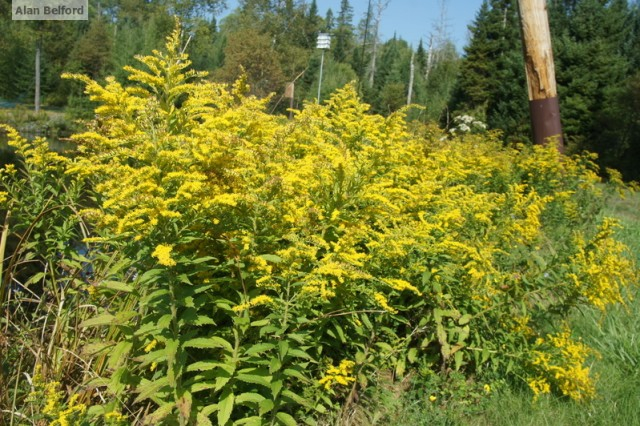 goldenrod