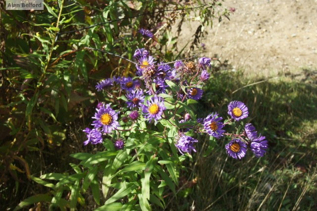 new england aster