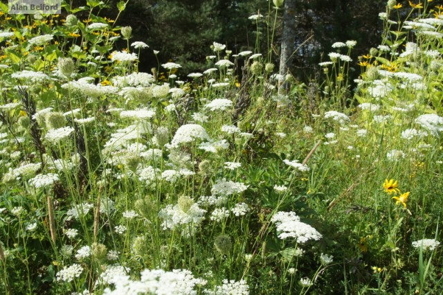 Queen Anne's Lace