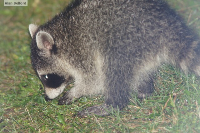 baby raccoon