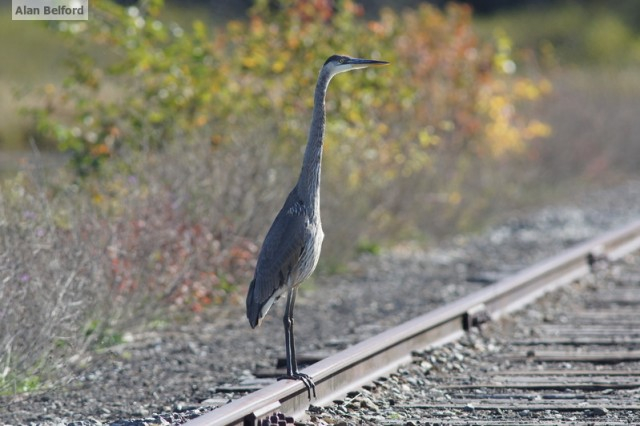 great blue heron