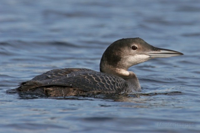 common loon - Larry