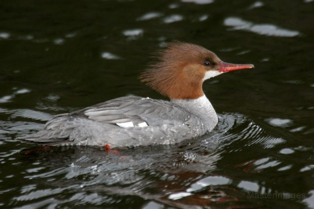 common merganser - Larry