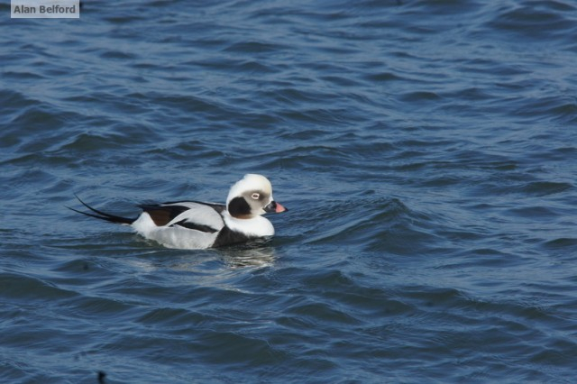 Long-tailed Duck