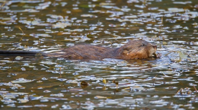 muskrat - Larry