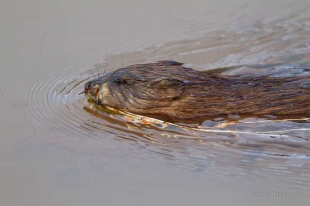 muskrat - Larry