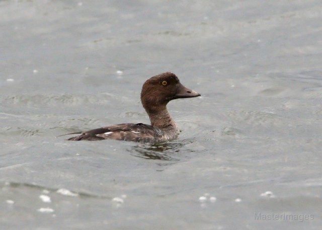 Common Goldeneye - Larry