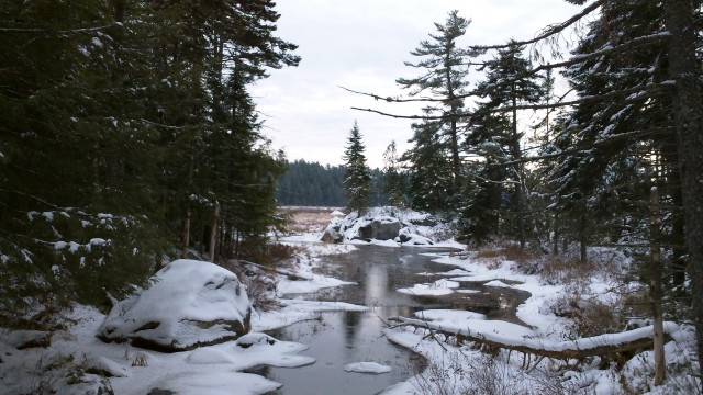 frozen brook in a marsh