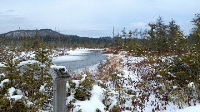 stream in frozen marsh