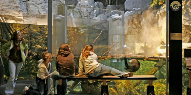 Everyone loves to watch the otters frolic!