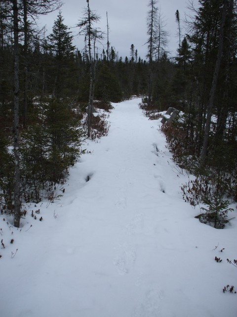 Trail through the marsh