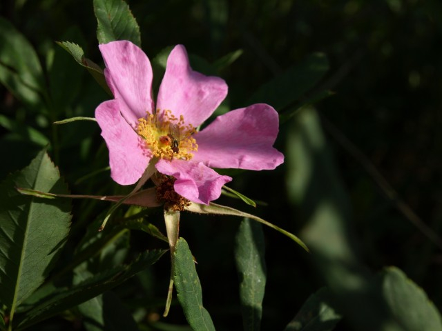 Wildflowers