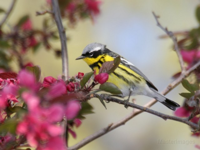 Magnolia Warbler - Larry