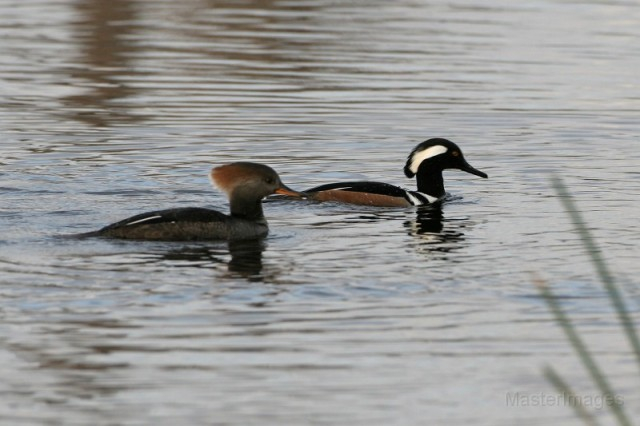 Hooded Merganser - larry