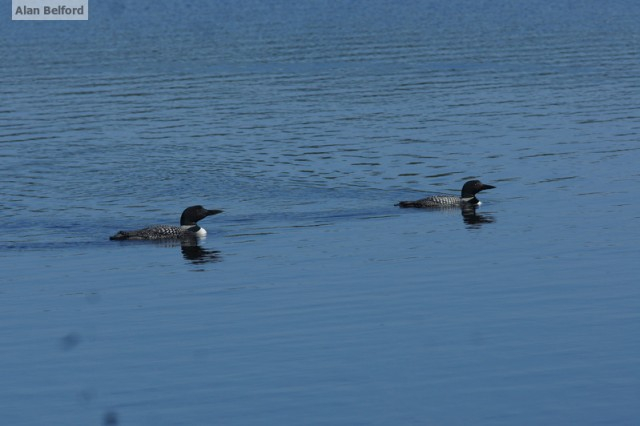 Common Loons