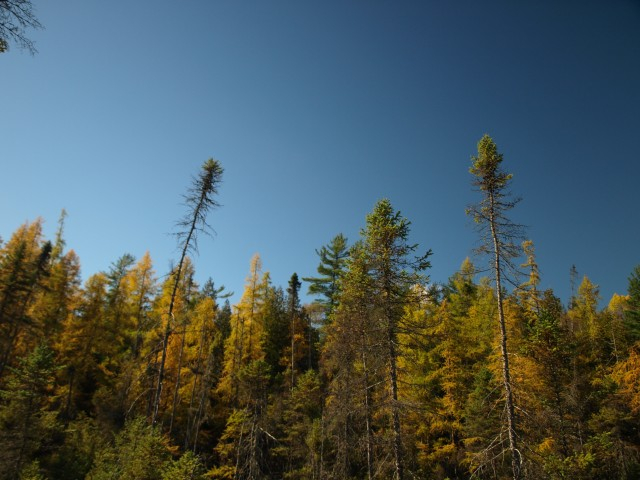 Tamaracks