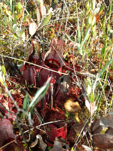 Pitcher plants