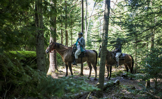 many forest trails to choose from