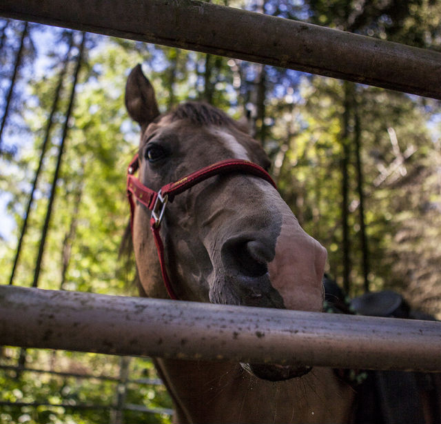 I get along with horses by thinking of them as very tall dogs