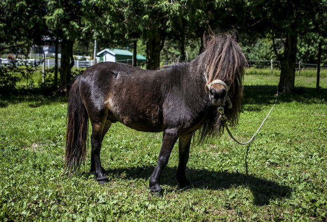 miniature horse named (of course) Peanut