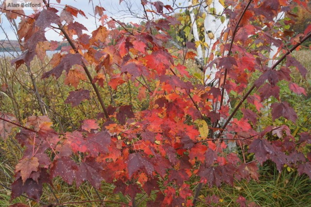 Learning to Identify Fall Leaves  Saranac Lake, Adirondacks, New York