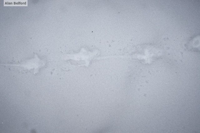 Ruffed Grouse Tracks