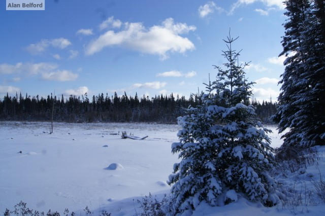 Bog Trail - Blue Sky