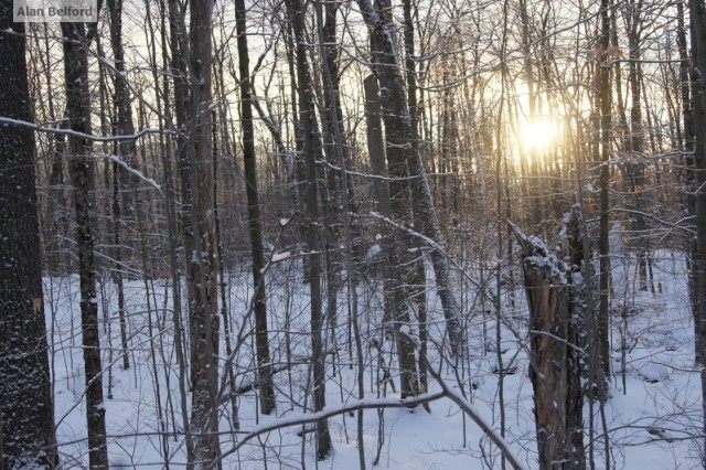 Sun through trees Haystack Trail