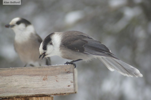 Grey Canada Jays at a bird feeder.